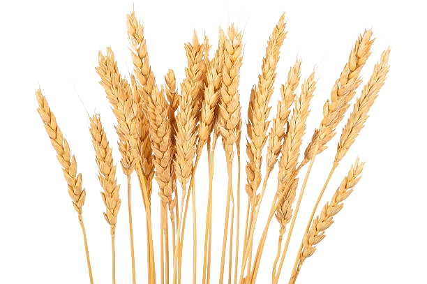 grains